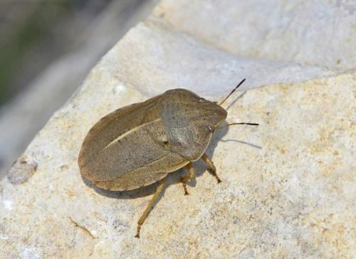 Réf. 227 795 : Eurygaster austriaca